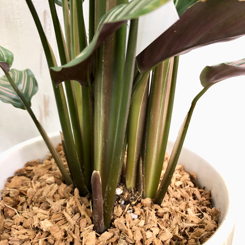 株立ち カラテア ホワイトスター セラミック鉢 その他インテリア雑貨