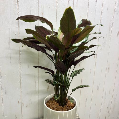 株立ち カラテア ホワイトスター セラミック鉢 その他インテリア雑貨