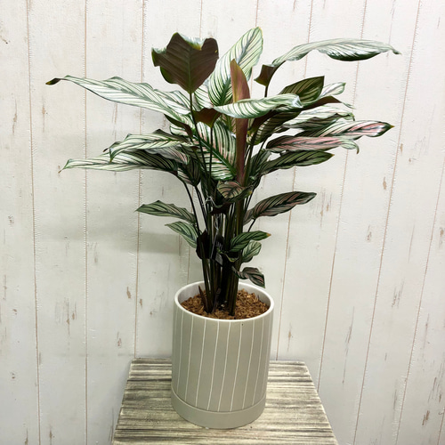 ガラテア 株立ち カラテア ホワイトスター セラミック鉢 その他インテリア雑貨