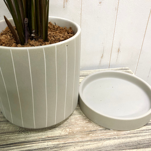 株立ち カラテア ホワイトスター セラミック鉢 その他インテリア雑貨