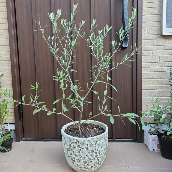 大きめ♪オリーブの木 エルグレコ 大型お洒落鉢植え 苗 シンボルツリー ...