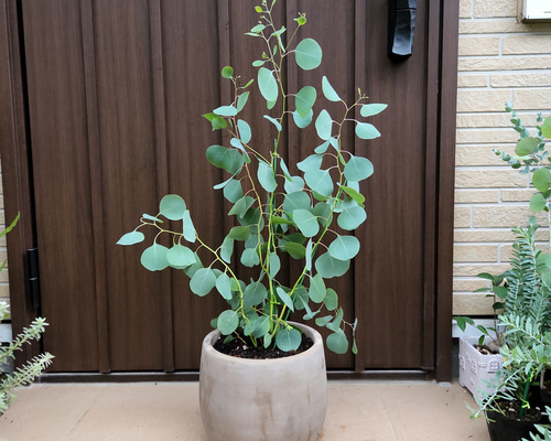 まん丸葉が可愛い♡ユーカリポポラス テラコッタ鉢植え 苗 シンボル