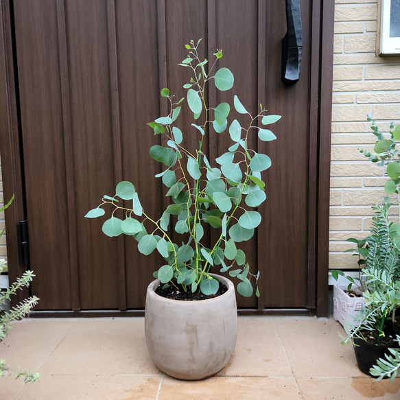 まん丸葉が可愛い♡ユーカリポポラス テラコッタ鉢植え 苗 シンボル