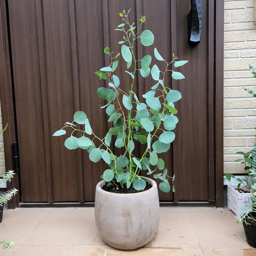 まん丸葉が可愛い❤️ユーカリ　ポポラス　テラコッタ鉢植え　苗　苗木　常緑樹 まん丸葉が可愛い♡ユーカリポポラス テラコッタ鉢植え 苗 シンボル
