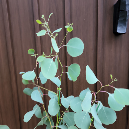 まん丸葉が可愛い♡ユーカリポポラス テラコッタ鉢植え 苗 シンボル