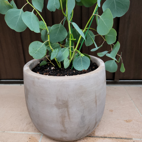 まん丸葉が可愛い♡ユーカリポポラス テラコッタ鉢植え 苗 シンボル