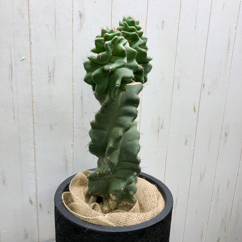 サボテン セレウス・ペルビアナス・スピラリス Cereus