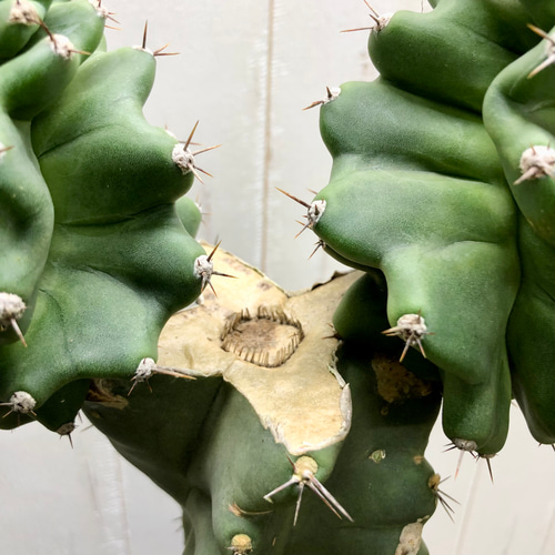 サボテン セレウス・ペルビアナス・スピラリス Cereus