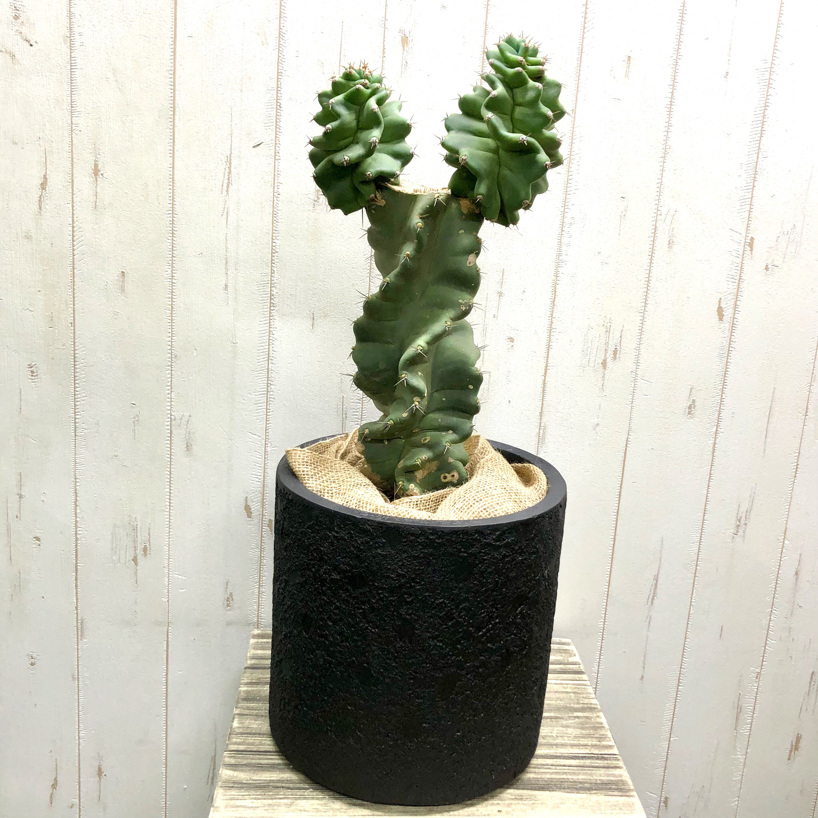 サボテン セレウス・ペルビアナス・スピラリス Cereus peruvianus f