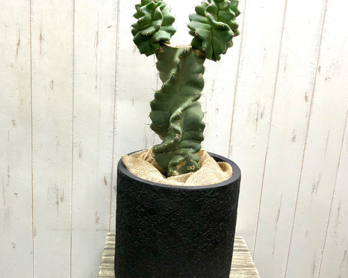 5338fa414c5e40eed9f7e9c0b71719