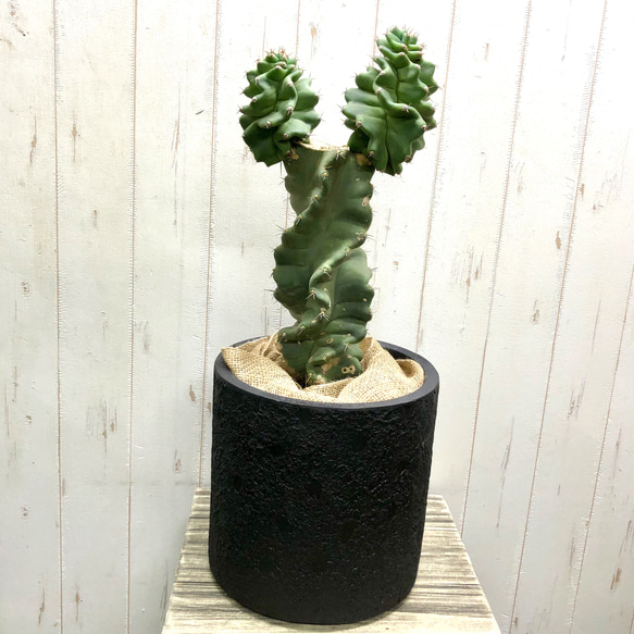 サボテン セレウス・ペルビアナス・スピラリス Cereus