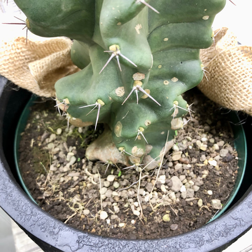 サボテン セレウス・ペルビアナス・スピラリス Cereus