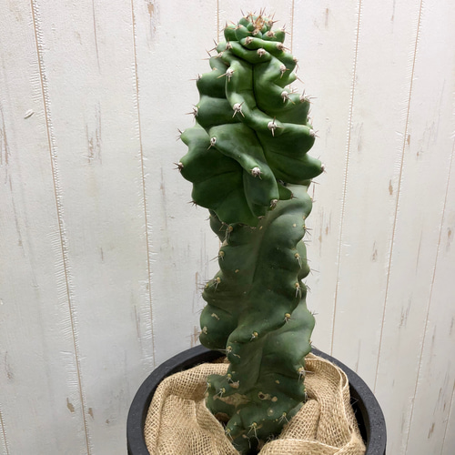 【 ブランチ 】セレウス ペルビアナス スピラリス 約80cm 柱サボテン ブランチ 】セレウス ペルビアナス スピラリス 約80cm 柱サボテン