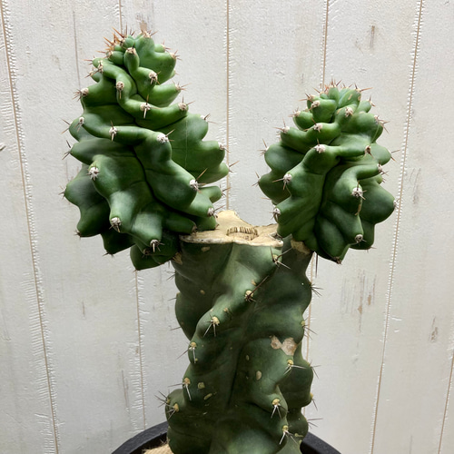 ス*ト様 13 . セレウス ぺルビアナス スピラリス サボテン セレウス・ペルビアナス・スピラリス Cereus