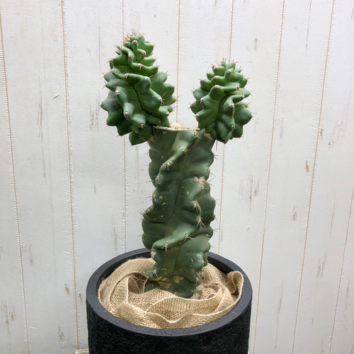 サボテン セレウス・ペルビアナス・スピラリス Cereus
