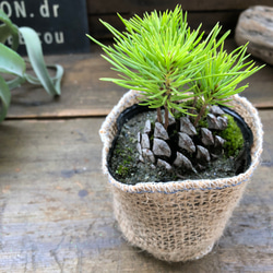 松ぼっくり♡黒松♡敬老の日♡盆栽♡観葉植物 アートフラワー パリ