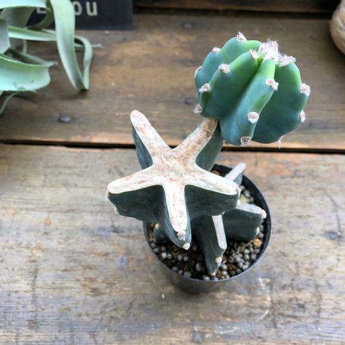 柱サボテン♡ブランチ♡切り込み仕立て♡サボテン♡可愛い アート