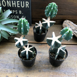 柱サボテン　ブランチ　切り込み仕立て 柱サボテン♡ブランチ♡切り込み仕立て♡サボテン♡可愛い アート