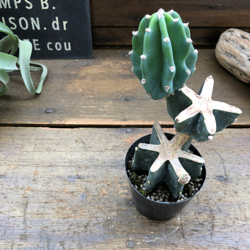 柱サボテン　ブランチ　切り込み仕立て 柱サボテン♡ブランチ♡切り込み仕立て♡サボテン♡可愛い アート