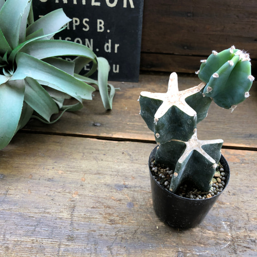 柱サボテン♡ブランチ♡切り込み仕立て♡サボテン♡可愛い アート