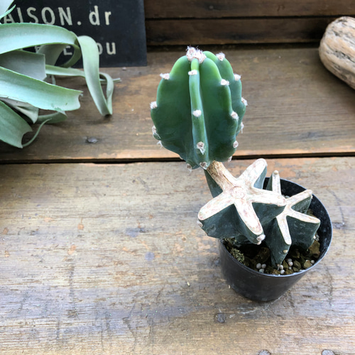 柱サボテン♡ブランチ♡切り込み仕立て♡サボテン♡可愛い アート