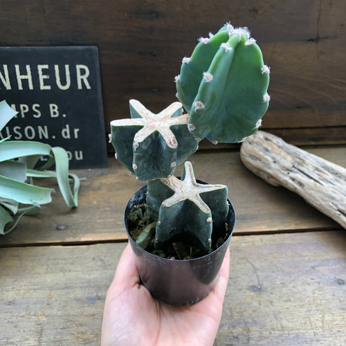 柱サボテン♡ブランチ♡切り込み仕立て♡サボテン♡可愛い アート