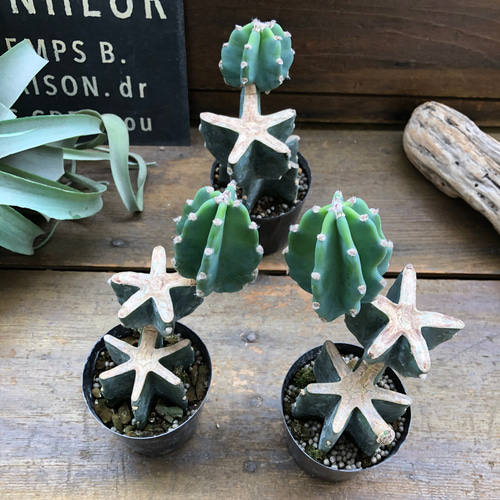 柱サボテン ブランチ切り込み仕立て ハシラサボテン 12号 多肉植物 熱帯