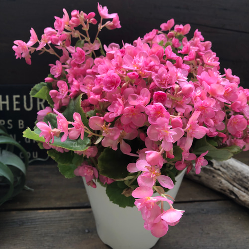 新品種♡希少♡八重咲き♡こもも♡ラブミー♡ベゴニア アートフラワー