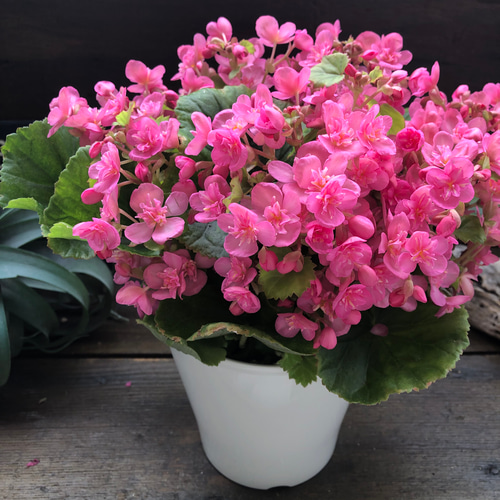 新品種♡希少♡八重咲き♡こもも♡ラブミー♡ベゴニア アートフラワー