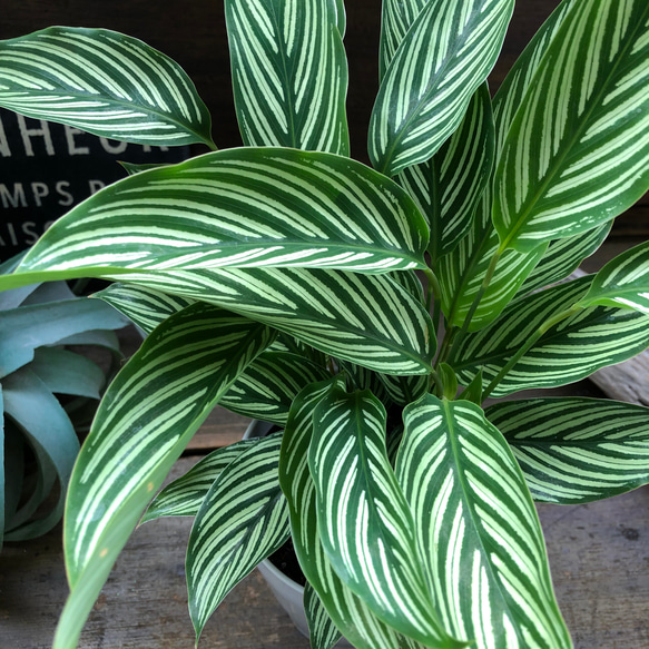 ビッタタ♡カラテア♡自然の模様♡観葉植物♡ 11枚目の画像