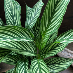 ビッタタ♡カラテア♡自然の模様♡観葉植物♡ 5枚目の画像