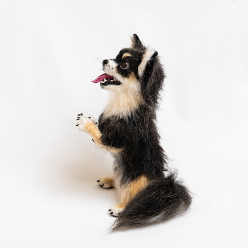 チワワ／ちょうだいポーズ＊羊毛フェルト 羊毛フェルト kurimarofelt