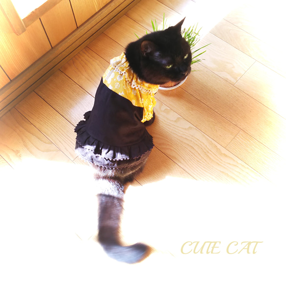 猫服【オーダー】ハロウィンワンピ2023＊フラワー 13枚目の画像