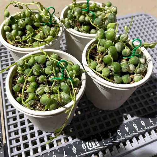 超お得⑩potSET❗️】 斑入りグリーンネックレス、マーブルネックレス