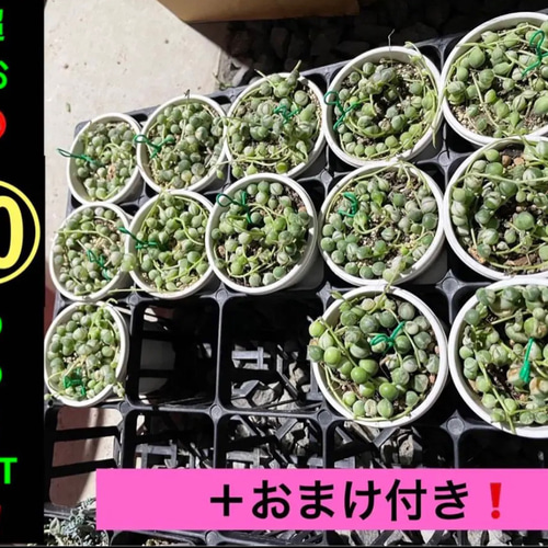 超お得⑩potSET❗️】 斑入りグリーンネックレス、マーブルネックレス