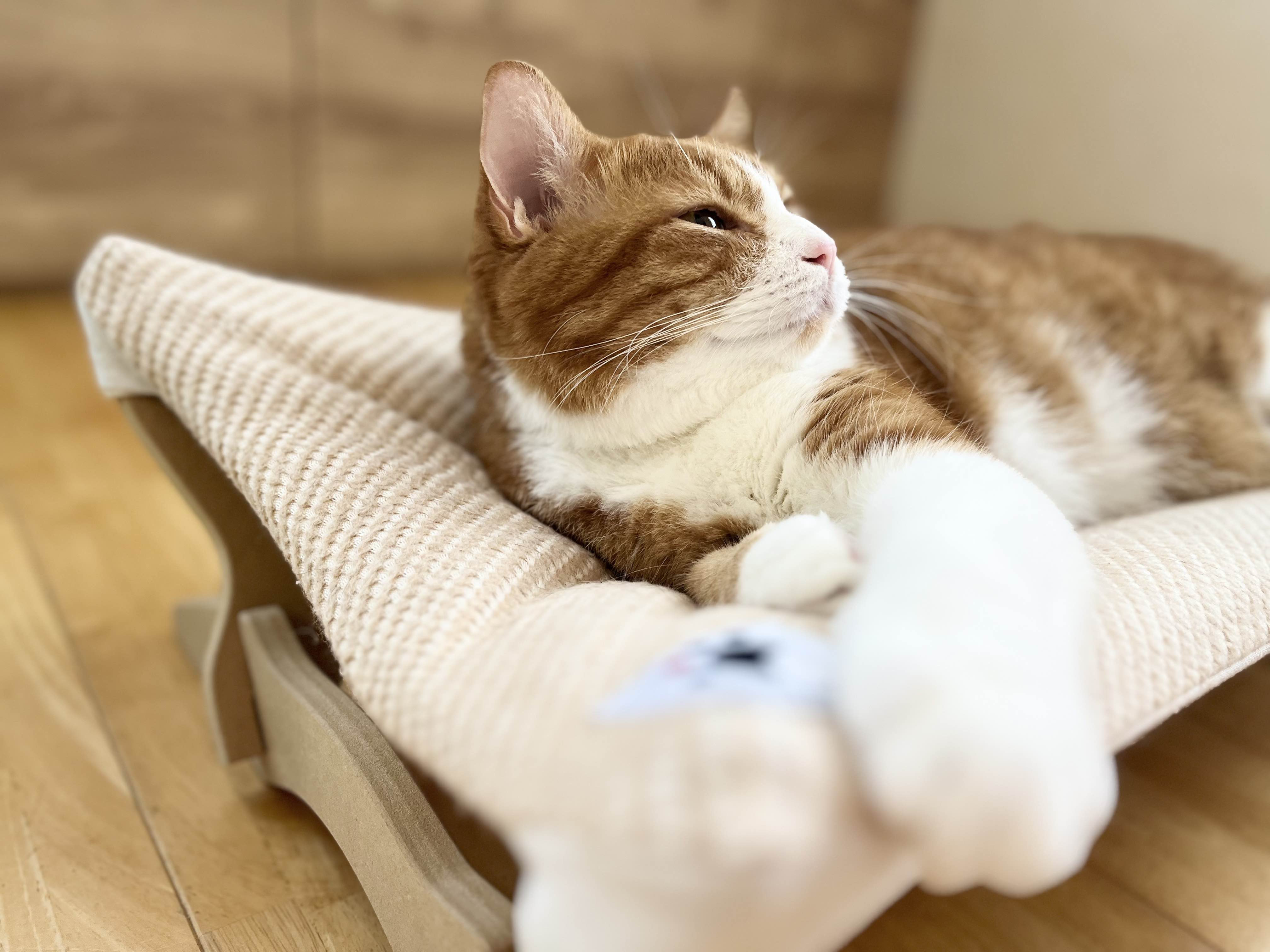 【リアルダウン使用】 オーガニックコットン　プレミアム　ハンモック 羽毛ペットベッド　天然鉱石配合　ダウン使用
