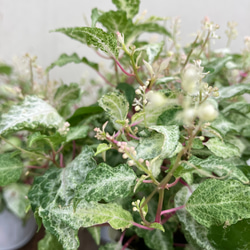 多肉植物アガベ チタノタ 狼人  極上大株 子株付 アガベ チタノタ 狼人 / Agave titanota were wolf | Amour.