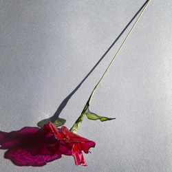 ホの花【hot pink】#ディップフラワー#ディップアート#アメリカンフラワー 5枚目の画像
