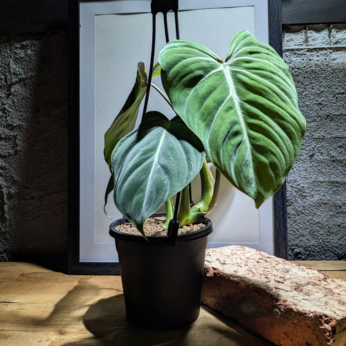 御確認用フィロデンドロングロリオサム