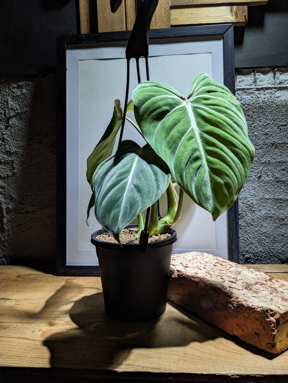 送料無料】フィロデンドロン グロリオーサム（Philodendron gloriosum