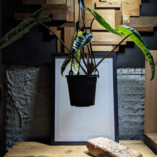 送料無料】フィロデンドロン ビレッティア （Philodendron billietiae