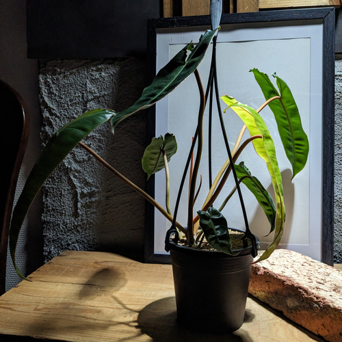 送料無料】フィロデンドロン ビレッティア （Philodendron billietiae