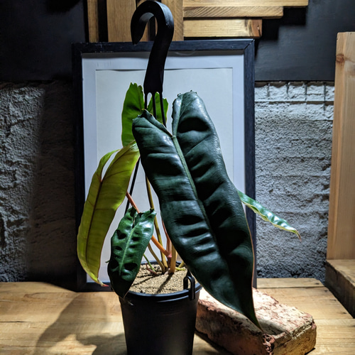 送料無料】フィロデンドロン ビレッティア （Philodendron billietiae