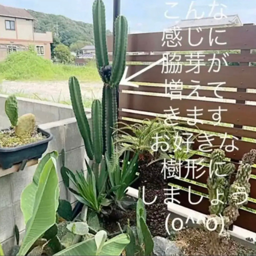 ズッシリ重い 柱サボテン鬼面角 棘アリ20-25㎝ ①本cut 多肉植物