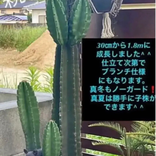 ズッシリ重い 柱サボテン鬼面角 棘アリ20-25㎝ ①本cut 多肉植物 ズッシリ重い 柱サボテン鬼面角 棘アリ20-25㎝ ①本cut 多肉植物