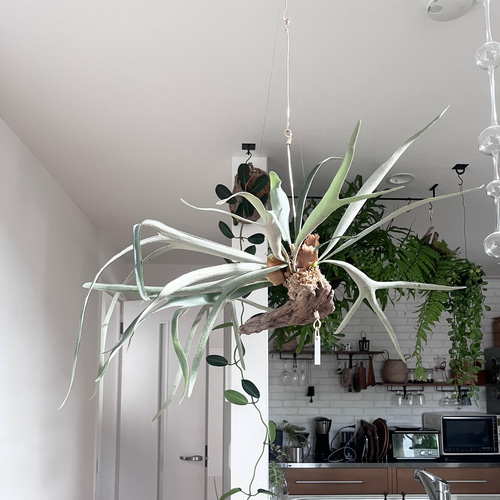 コウモリラン　ヴィーチー　流木ハンギング　現品 コウモリラン ヴィーチー 流木ハンギング 現品