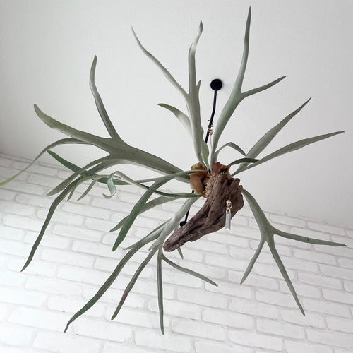 コウモリラン　ヴィーチー　流木ハンギング　現品 コウモリラン ヴィーチー 流木ハンギング 現品