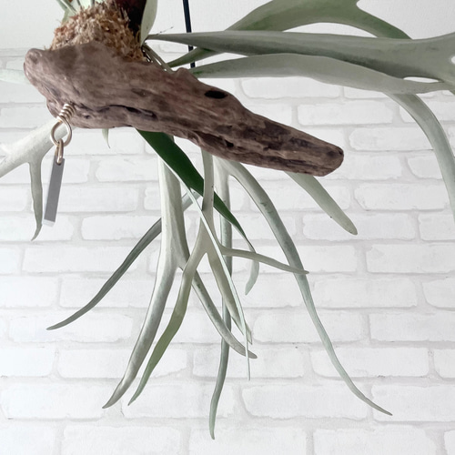 ビカクシダ コウモリラン ビーチー ビーチー群生 流木付け 観葉