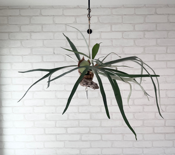 コウモリラン　ヴィーチー　流木ハンギング　現品 新しいの入ってます。。。 流木にビカクシダ（コウモリ蘭）が