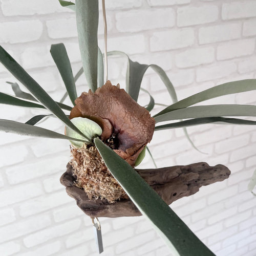 ビカクシダ コウモリラン ビーチー ビーチー群生 流木付け 観葉